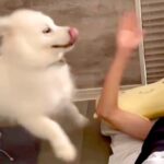 『弟が起きないから起こしてきて』と大型犬に頼んだ結果…絶対に二度寝できない『衝撃の目覚まし方法』が73万再生「怒るに怒れないｗ」「最強」(ブログ)