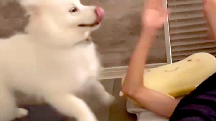『弟が起きないから起こしてきて』と大型犬に頼んだ結果…絶対に二度寝できない『衝撃の目覚まし方法』が73万再生「怒るに怒れないｗ」「最強」(ブログ)
