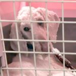 『死ななくてよかった』ガリガリに痩せ”9キロしかない大型犬”を保護…涙腺崩壊する『別犬のような現在』に反響「尊い」「ヘソ天で泣いた」(ブログ)