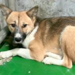 怯えた表情でオリの隅にいた『小さな保護犬』→処分寸前で救い出した結果…涙が出るほどあたたかい『感動の光景』に反響「ありがとう」「幸せに」(ブログ)