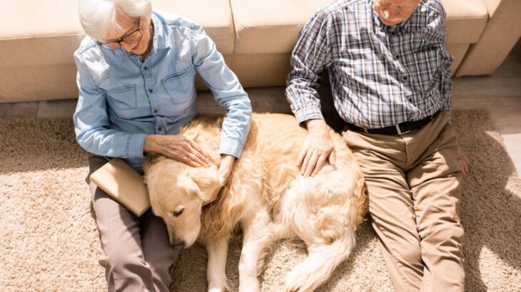 犬の『終活』まず何をしたらいいの？始めるべきタイミングや幸せな最期を迎えるためにすべきことまで(ブログ)