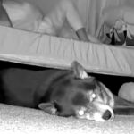 夜中、寝返りを打ったら『床で寝ていた犬』が…カメラが捉えた『衝撃的な反応』が72万再生「般若の顔で草」「めっちゃ強そうｗｗ」と反響(ブログ)