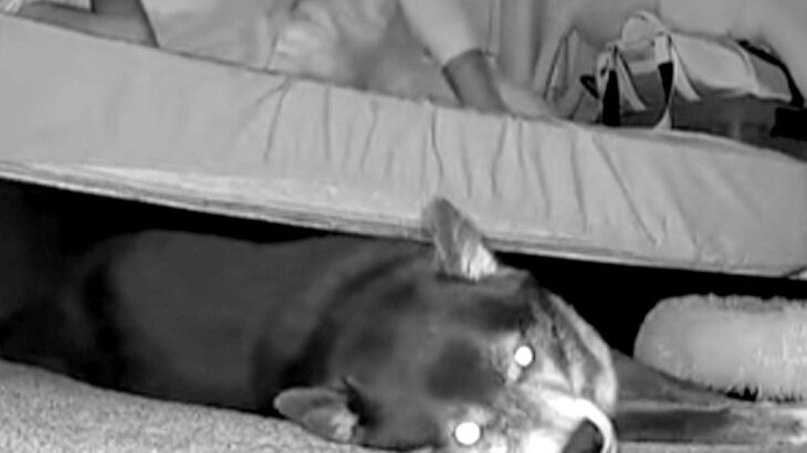 夜中、寝返りを打ったら『床で寝ていた犬』が…カメラが捉えた『衝撃的な反応』が72万再生「般若の顔で草」「めっちゃ強そうｗｗ」と反響(ブログ)