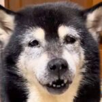 15歳のおばあちゃん犬が『お散歩に行きたい』とおねだり→連れて行った結果…涙が出るほど『愛おしい光景』が26万再生「なんか泣いちゃう…」(ブログ)