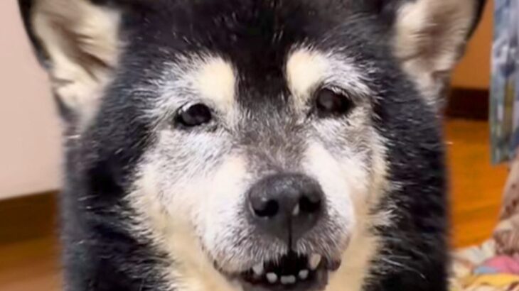 15歳のおばあちゃん犬が『お散歩に行きたい』とおねだり→連れて行った結果…涙が出るほど『愛おしい光景』が26万再生「なんか泣いちゃう…」(ブログ)