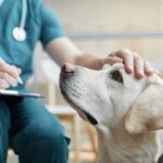 犬が『てんかん発作』を起こしているときの絶対NG行為4選　具体的に避けるべき飼い主の行動とは(ブログ)