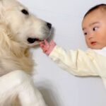 向かい合って寝ている赤ちゃんと大型犬→どんどん距離が縮んで…泣けてくる『家族として認めた瞬間』に反響「感動して涙が…」「優しい世界」(ブログ)