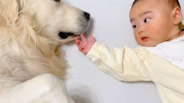 向かい合って寝ている赤ちゃんと大型犬→どんどん距離が縮んで…泣けてくる『家族として認めた瞬間』に反響「感動して涙が…」「優しい世界」(ブログ)