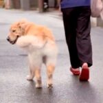 赤ちゃんを抱っこしている最中、大型犬は何回振り向くのか試したら…思わず笑顔になる『検証結果』が話題　ペースを合わせる優しさにほっこり(ブログ)
