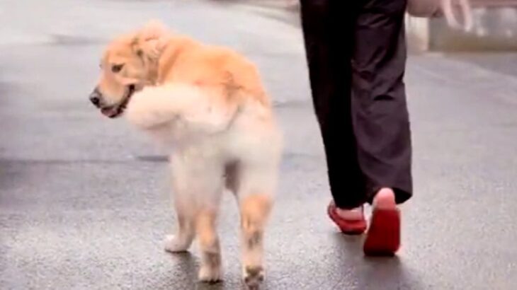 赤ちゃんを抱っこしている最中、大型犬は何回振り向くのか試したら…思わず笑顔になる『検証結果』が話題　ペースを合わせる優しさにほっこり(ブログ)