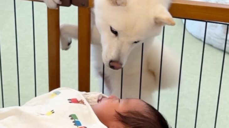 生まれて初めて『赤ちゃん』を見た犬→『どんな反応をするかな』と思っていたら…あまりにも尊い光景が39万再生「優しい眼差し」「命の尊さ…」(ブログ)