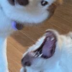 『毎日笑かしにくるのやめて』ハスキー親子がみせた『コントのようなやり取り』に19万いいねの反響「煽り度高くて草」「漫才かな？ｗ」と爆笑(ブログ)