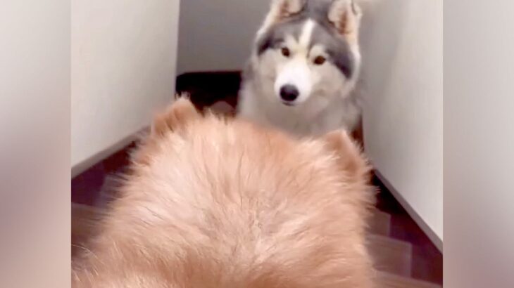階段を降りられない赤ちゃん犬に、兄犬が指導して…現在の『別犬並みのビフォーアフター』が16万再生「なんて優しいお兄ちゃん」「愛…ですね」(ブログ)