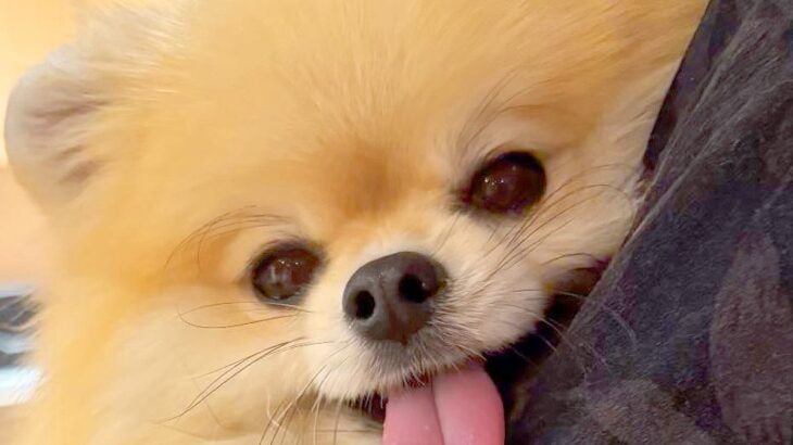 抱っこされている犬→おててを見てみると…あまりにもあざとい『まさかの行動』に６万いいね集まる「私もされたい」「めっちゃ可愛いｗ」と絶賛(ブログ)