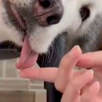 普段はイケメンなハスキー犬が『脱力し過ぎてしまった』結果→あまりにもゆるい『赤ちゃんすぎる表情』が49万表示「素晴らしい」「可愛すぎる」(ブログ)