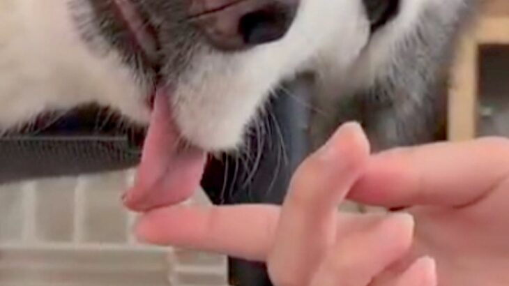 普段はイケメンなハスキー犬が『脱力し過ぎてしまった』結果→あまりにもゆるい『赤ちゃんすぎる表情』が49万表示「素晴らしい」「可愛すぎる」(ブログ)