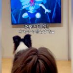 犬と一緒に『もののけ姫』を観ていたら、戦闘シーンで…全く集中できない『まさかの行動』が198万再生「加勢してて草」「口に力が入るのかｗ」(ブログ)