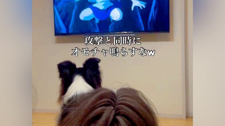 犬と一緒に『もののけ姫』を観ていたら、戦闘シーンで…全く集中できない『まさかの行動』が198万再生「加勢してて草」「口に力が入るのかｗ」(ブログ)