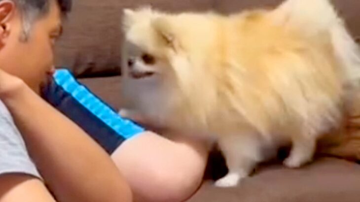 パパが『ママを叩くイタズラ』をしたら、見ていた犬が…暴力は絶対に許さない『まさかの対応』が1025万再生「平和ｗ」「声出して笑った」(ブログ)