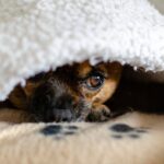 犬が病気を引き起こす『危険な生活環境』7選　今すぐに改善すべき状態とは？(ブログ)