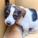 道端で震え寄り添っていた『2匹の小さな子犬』を保護→怯えながらも成長して…涙が止まらない『ビフォーアフター』が64万再生「素敵」「感動」(ブログ)