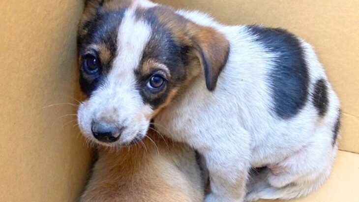道端で震え寄り添っていた『2匹の小さな子犬』を保護→怯えながらも成長して…涙が止まらない『ビフォーアフター』が64万再生「素敵」「感動」(ブログ)