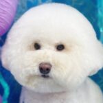 トリミングサロンに行った犬→送られてきた写真を見たら…予想を上回る『まさかの光景』に3万いいね「不服そうで草」「虚無で笑ったｗ」と反響(ブログ)