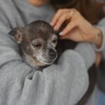 小型犬と大型犬は『シニア』になる年齢が違う？高齢になると変化する6つのポイントからケアの方法まで(ブログ)