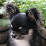 犬が『うつむいてしまう』ときの理由とは？考えられる5つの心理や適切な寄り添い方をご紹介(ブログ)