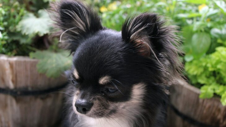 犬が『うつむいてしまう』ときの理由とは？考えられる5つの心理や適切な寄り添い方をご紹介(ブログ)