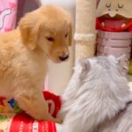 大型犬の赤ちゃんが『猫に育てられた』結果…影響を受け過ぎた『まさかすぎる光景』が227万再生「純真無垢とはこのこと」「仕草がｗ」と絶賛(ブログ)