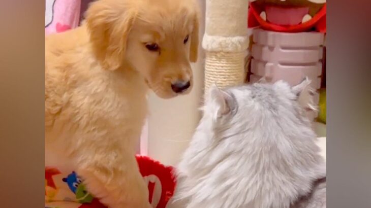 大型犬の赤ちゃんが『猫に育てられた』結果…影響を受け過ぎた『まさかすぎる光景』が227万再生「純真無垢とはこのこと」「仕草がｗ」と絶賛(ブログ)