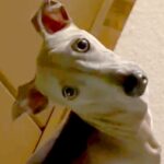 いつも廊下でピッタリついて歩く犬→不意打ちで『後ずさり』してみたら…まさかの光景が29万再生「信頼関係がすごい」「お利口すぎる」と絶賛(ブログ)
