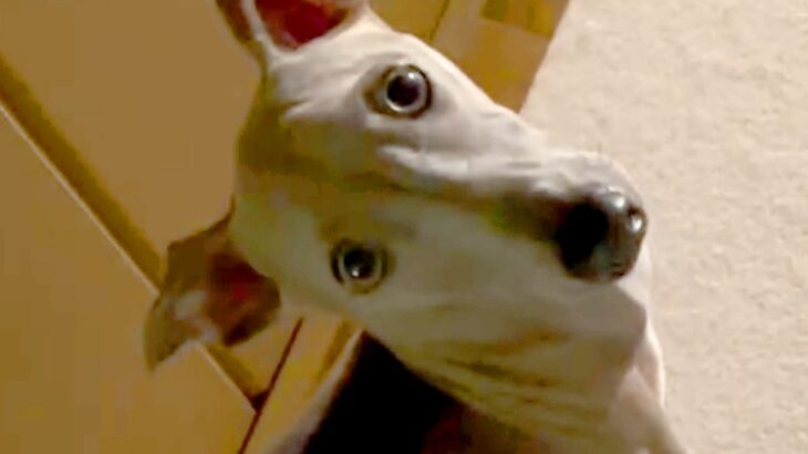 いつも廊下でピッタリついて歩く犬→不意打ちで『後ずさり』してみたら…まさかの光景が29万再生「信頼関係がすごい」「お利口すぎる」と絶賛(ブログ)