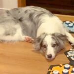 世界一賢い犬種に『宅配が来たら教えてね』とお願いした結果…人間顔負けの『まさかの対応』が33万再生「すごいしか言えない…」「天才」(ブログ)