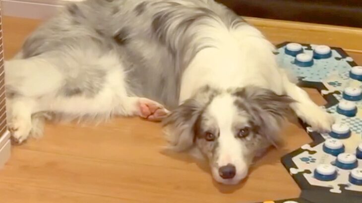 世界一賢い犬種に『宅配が来たら教えてね』とお願いした結果…人間顔負けの『まさかの対応』が33万再生「すごいしか言えない…」「天才」(ブログ)