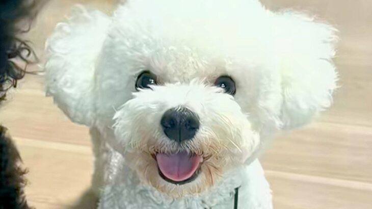 夫婦でそれぞれ『犬の写真』を撮影した結果…もはや別の犬？『露骨すぎる表情の違い』が52万再生「２匹飼ってる？ｗ」「どちらも可愛い」と反響(ブログ)
