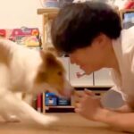 世界一賢い犬種に『ふせ』→『立て』と指示したら、ド忘れしてしまい…予想外すぎる『まさかの体勢』が100万再生「角度がｗｗ」「可愛い」(ブログ)