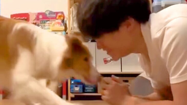 世界一賢い犬種に『ふせ』→『立て』と指示したら、ド忘れしてしまい…予想外すぎる『まさかの体勢』が100万再生「角度がｗｗ」「可愛い」(ブログ)