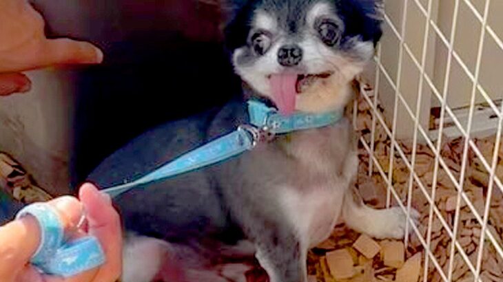 虐待され捨てられた『人間を恐れている犬』→触ることもできずに…2ヶ月後の『嘘のような光景』が120万再生「感動した」「こんな変わるんだ」(ブログ)