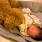 赤ちゃんが泣くと、心配した犬がすぐに駆け寄って…泣けるほど尊い『母親のような光景』が17万再生「最高のベビーシッター」「大好きなんだ」(ブログ)