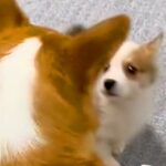 赤ちゃん犬と初めて会った『先輩犬』→目を合わせた次の瞬間…ずっと見ていたい『まさかの指導』が29万再生「いきなりｗ」「相性バッチリ」(ブログ)