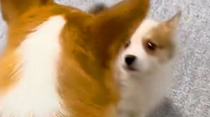 赤ちゃん犬と初めて会った『先輩犬』→目を合わせた次の瞬間…ずっと見ていたい『まさかの指導』が29万再生「いきなりｗ」「相性バッチリ」(ブログ)