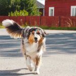 犬が尻尾をブンブン振っているときの心理4つ　愛犬が伝えたいことから見極めるポイントまで(ブログ)