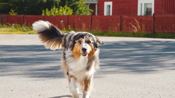 犬が尻尾をブンブン振っているときの心理4つ　愛犬が伝えたいことから見極めるポイントまで(ブログ)