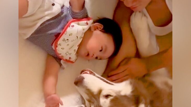赤ちゃんが大型犬２匹と一緒に転がっていたら、突然泣き出して…まさかの『愛おしすぎる号泣の理由』に反響「幸せの集合体」「ヤバイ、可愛すぎ」(ブログ)