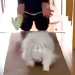 帰省でおばあちゃんと再会を果たした犬→姿をみた瞬間に…まるで本当の孫娘のような『尊い光景』が話題「可愛さが染み渡る…」「感動」と8万再生(ブログ)