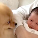 『生まれて４日赤ちゃん』と犬を会わせてみた結果→嬉しくなりすぎて…思った以上に『感情ダダ漏れな光景』に反響「お姉ちゃんだ」「しっぽ凄い」(ブログ)