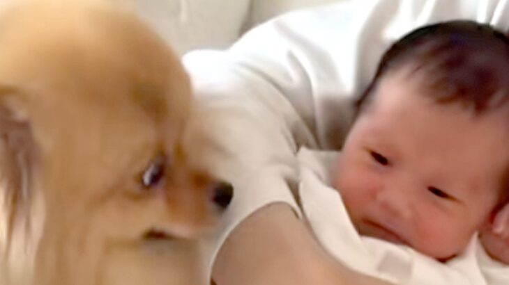 『生まれて４日赤ちゃん』と犬を会わせてみた結果→嬉しくなりすぎて…思った以上に『感情ダダ漏れな光景』に反響「お姉ちゃんだ」「しっぽ凄い」(ブログ)