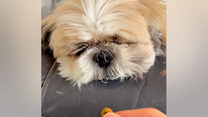 爆睡中の犬の顔に『おやつを近づけてみた』結果→『食べるかな』と思ったら…予想と違う展開に反響「眠気がｗｗ」「ぽやぽや可愛すぎ」と5万再生(ブログ)